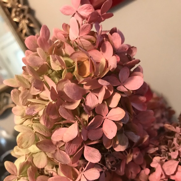 Dried Pee Gee hydrangeas - Picture 5 of 5